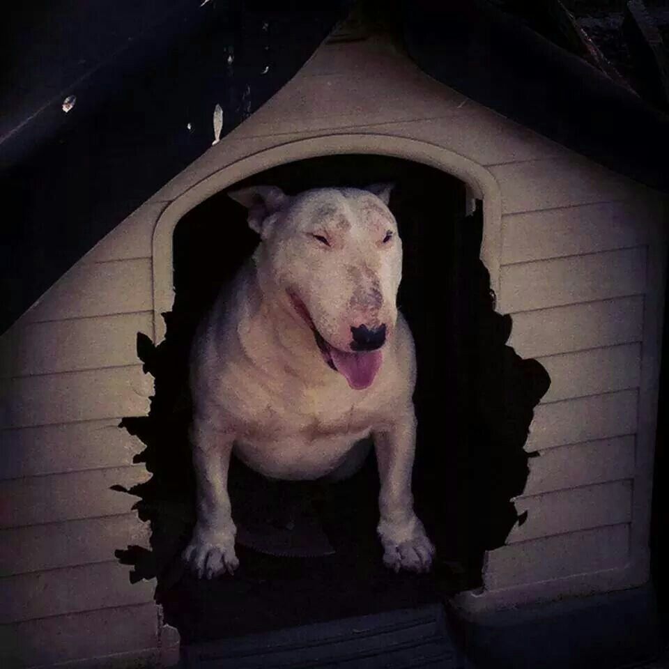Give your pets the things they need to be happy!