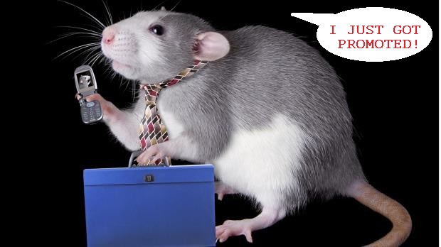Rat got promoted.