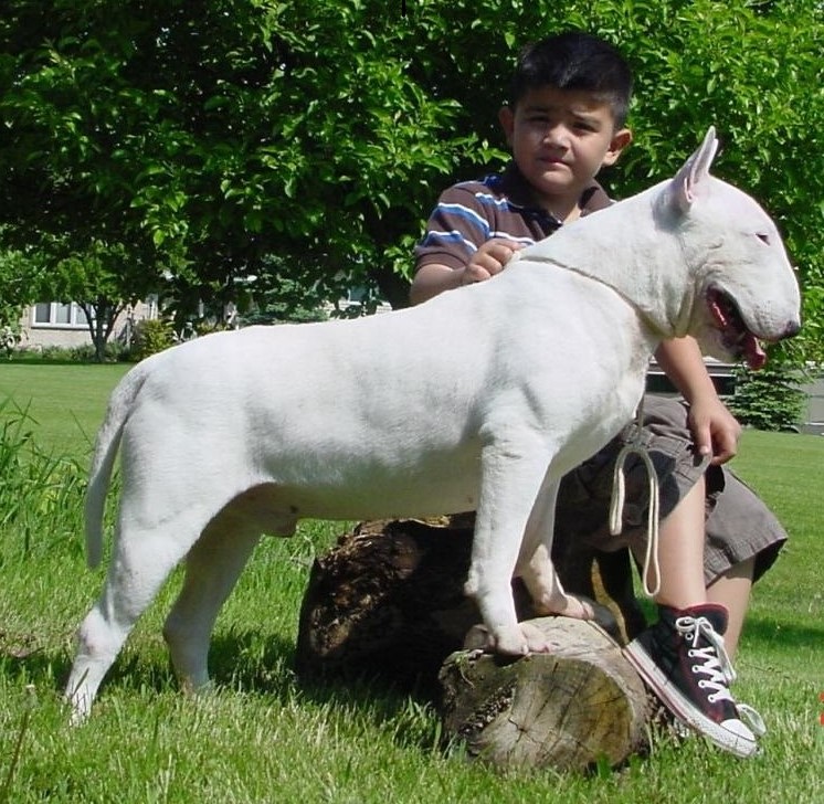 Bull terrier and kid.