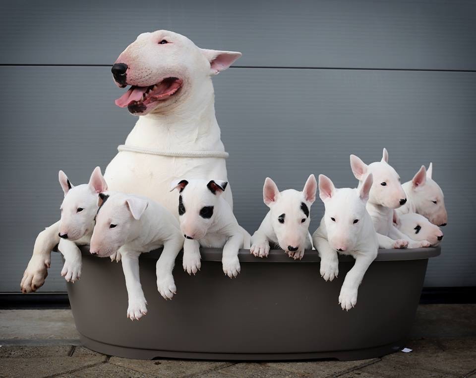 If you worked from home, you could see your pets grow up!